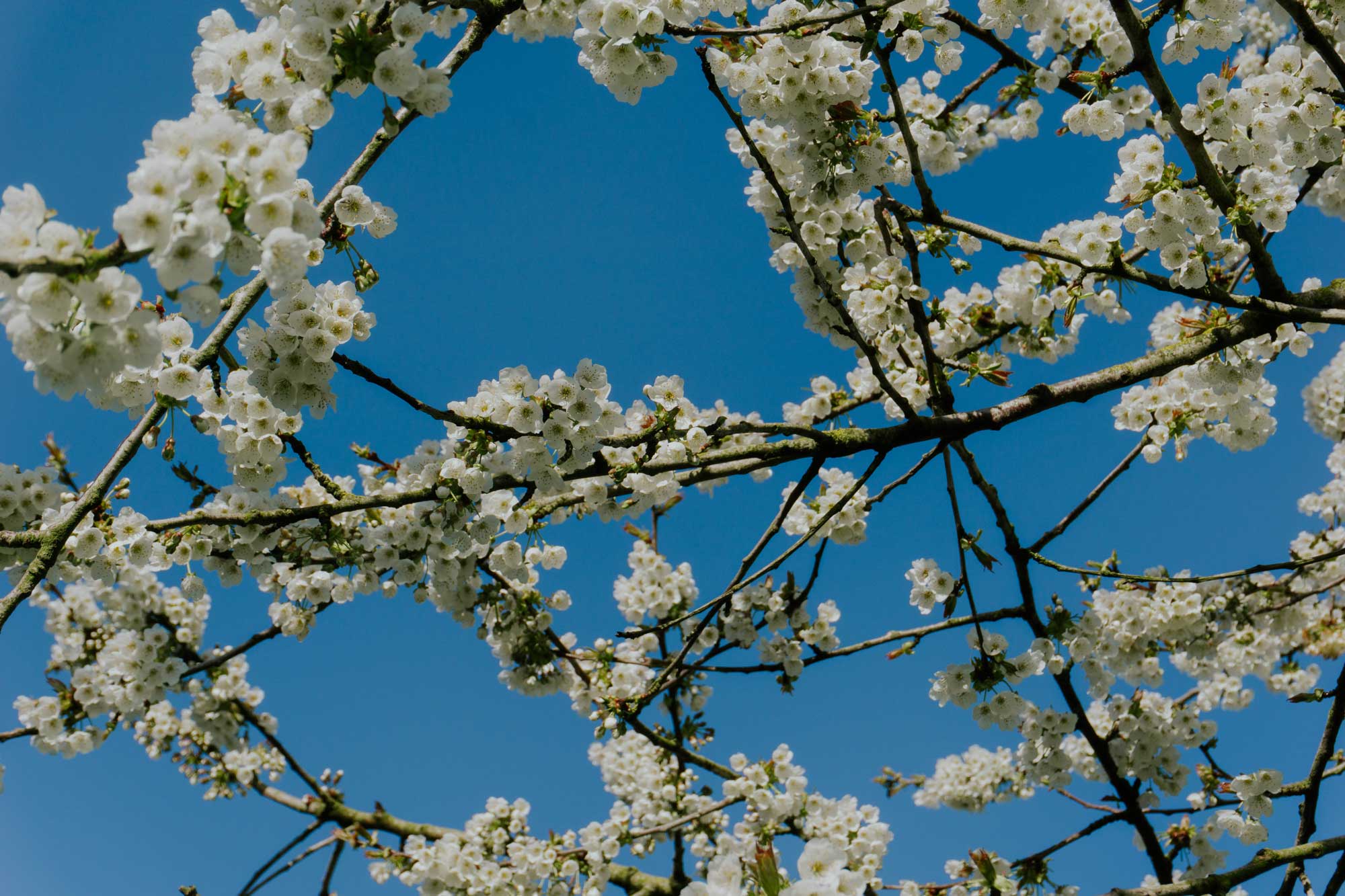 notre verger en fleurs