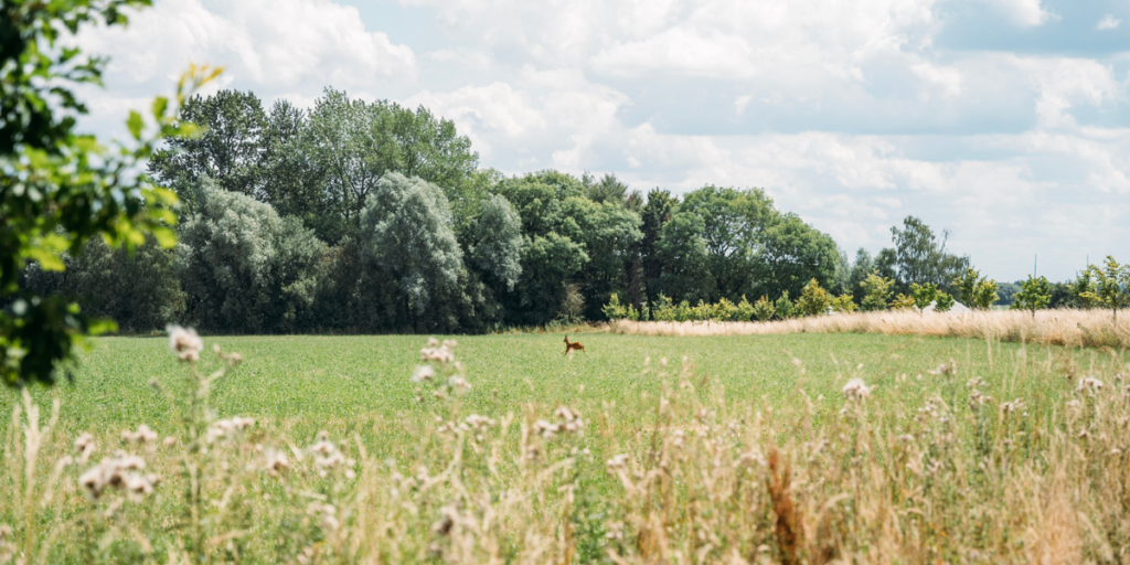 a deer running through our fields