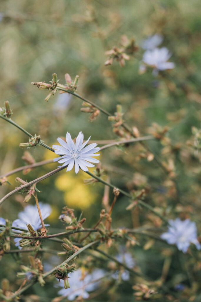 Wild chicory