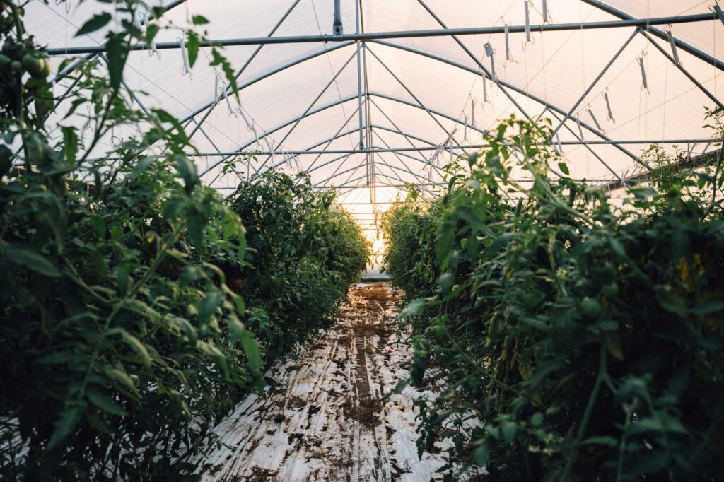 Polytunnel dans le maraîchage, plantes de tomates