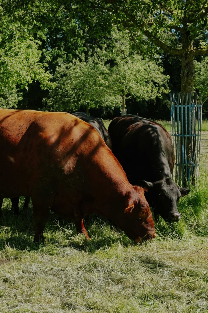 Red, le taureau du domaine