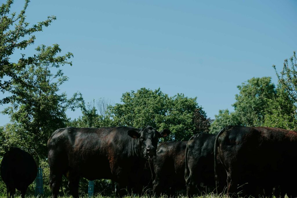 Le troupeau pendant l'été