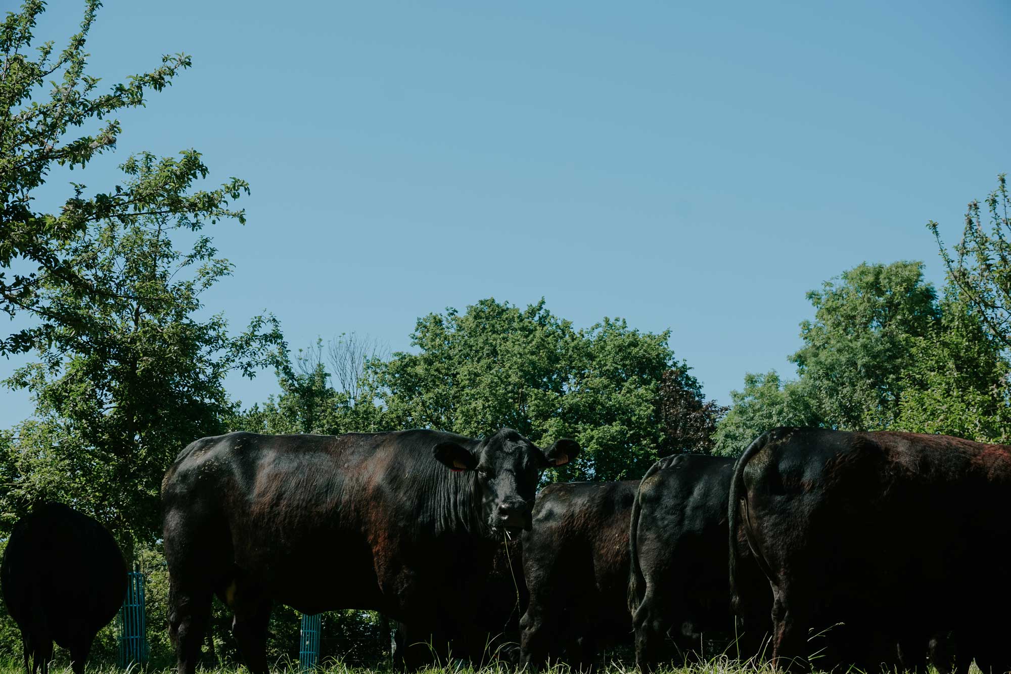 Le troupeau pendant l'été