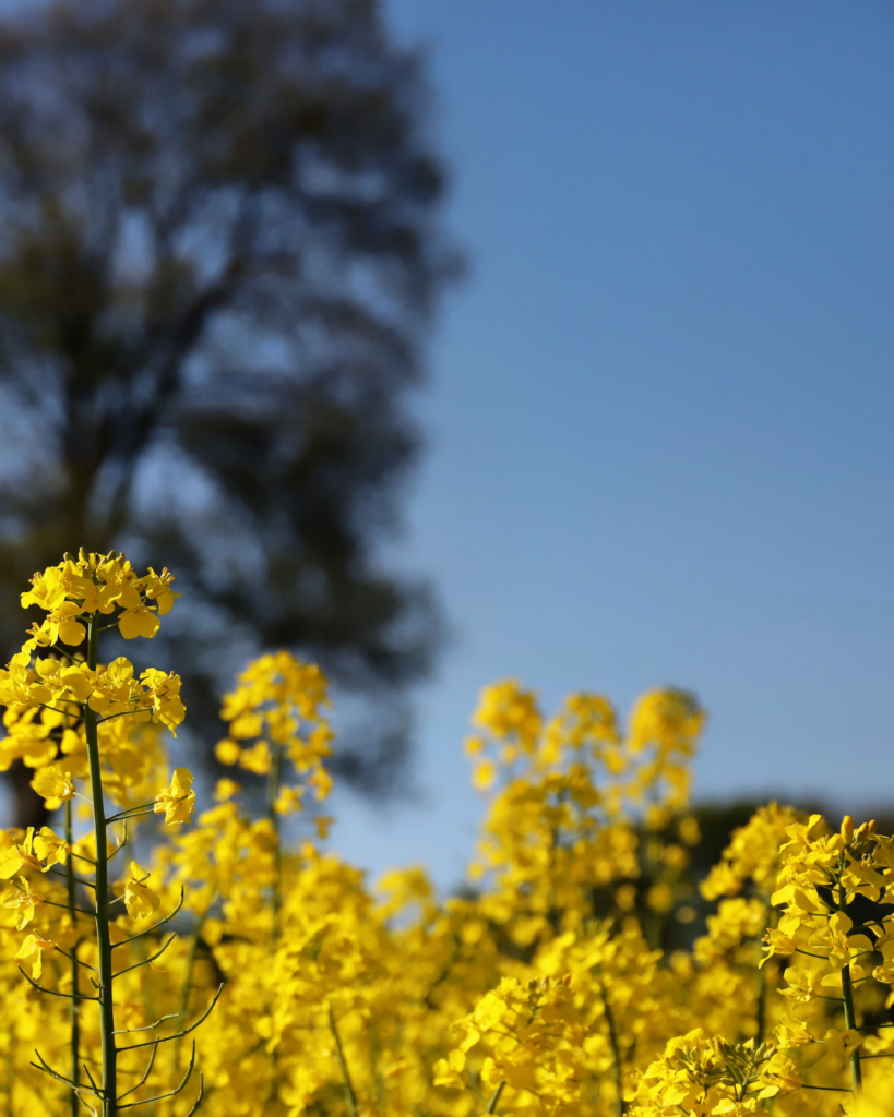 Rapeseed in flower