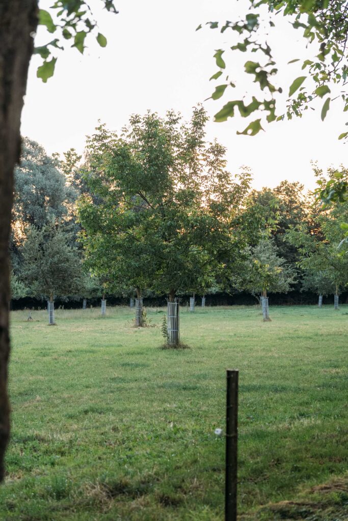 Le verger conservatoire haute tige du domaine