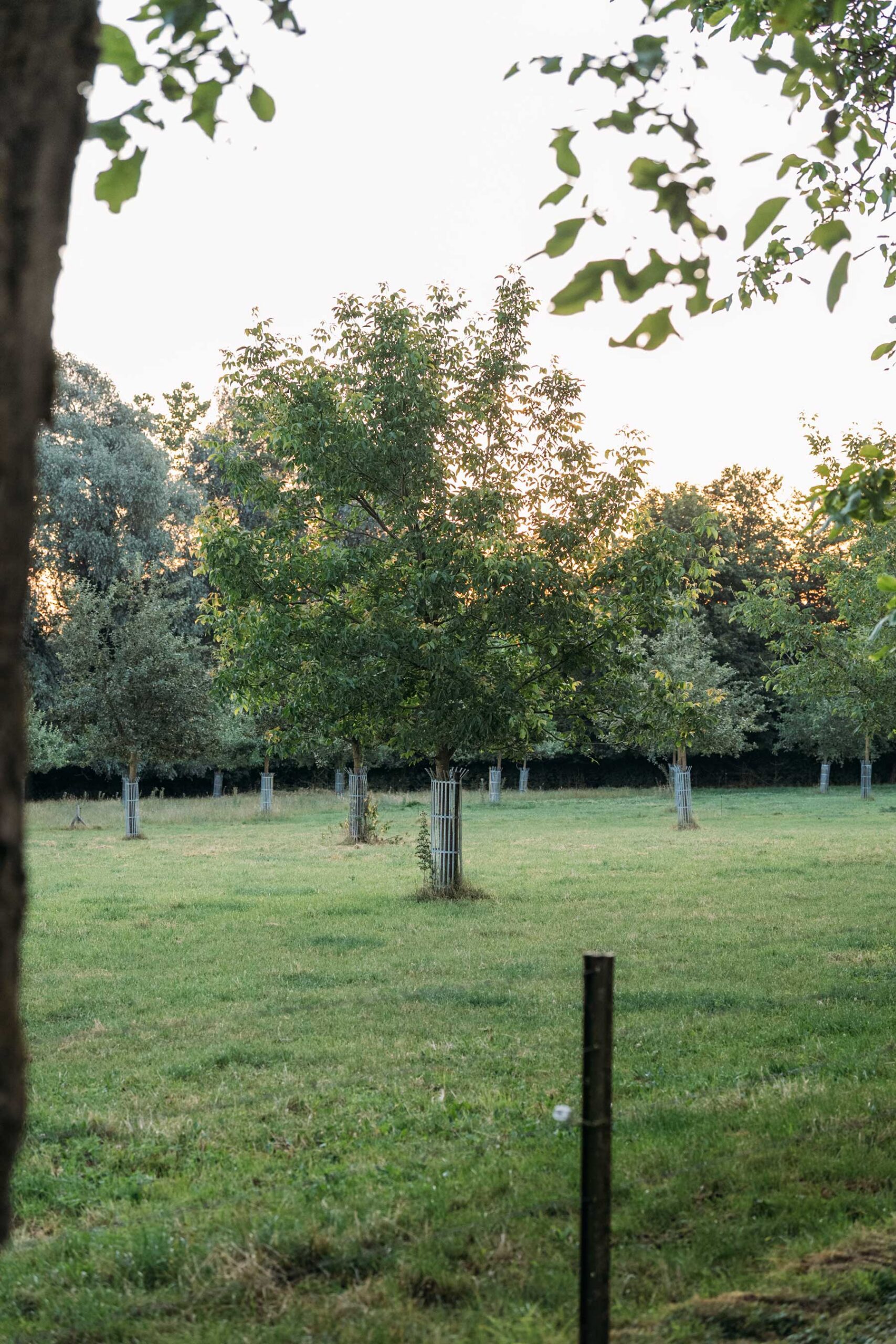 Le verger conservatoire haute tige du domaine