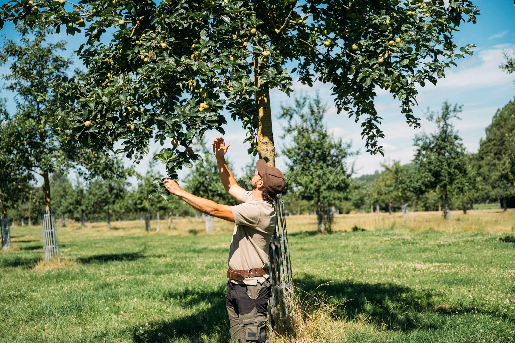 Local partnerships to maintain the orchard