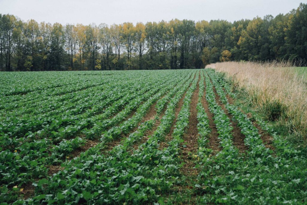 Rapeseed has a very long growing cycle