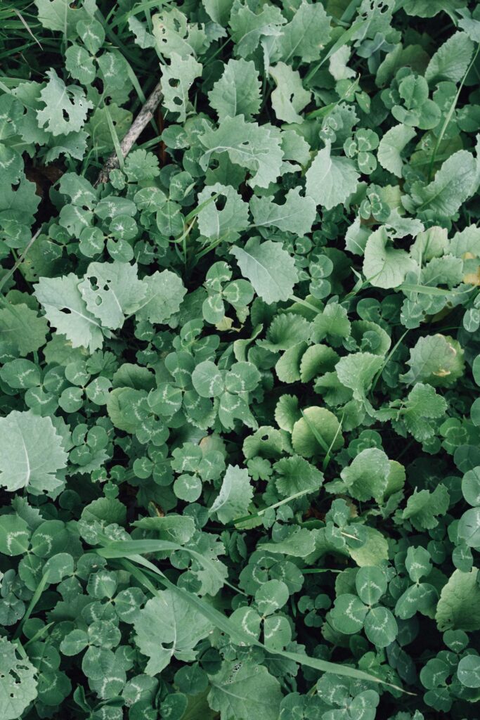 young rapeseed plants