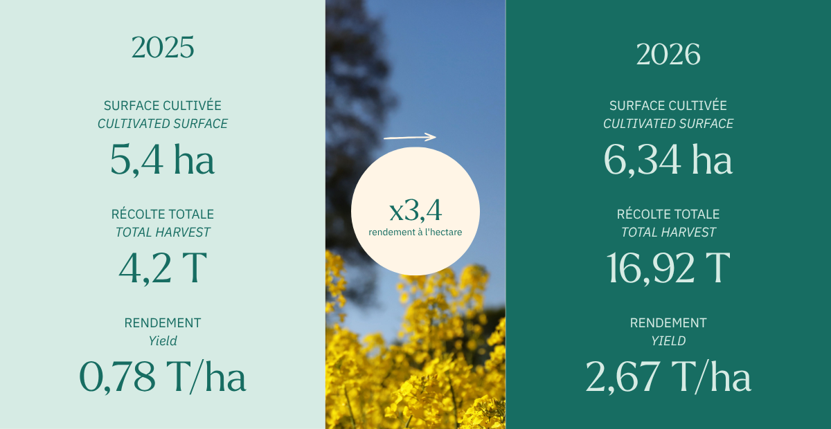 Infographic on our rapeseed harvests
