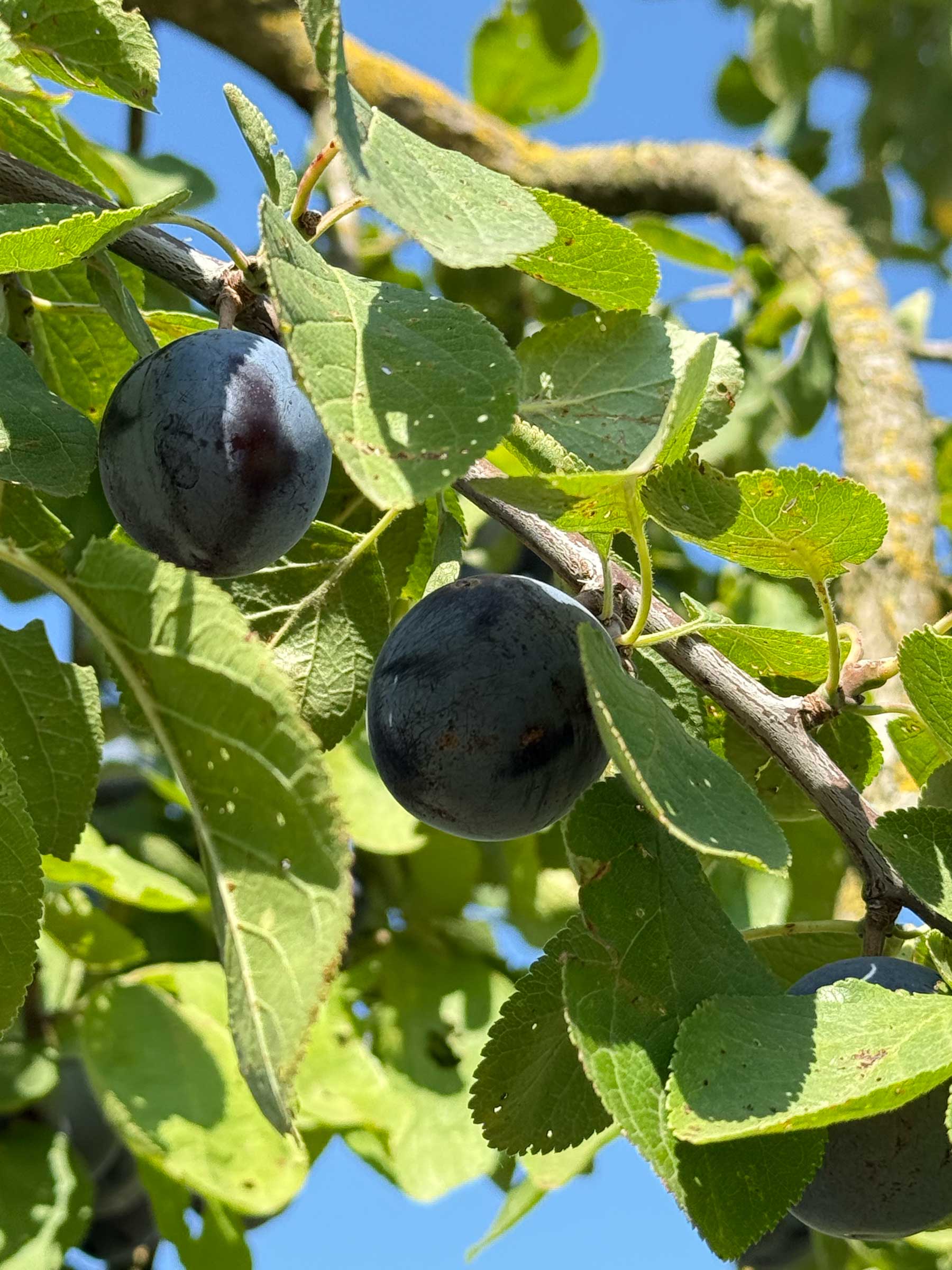 Plum tree ‘Bleue de Belgique’ 