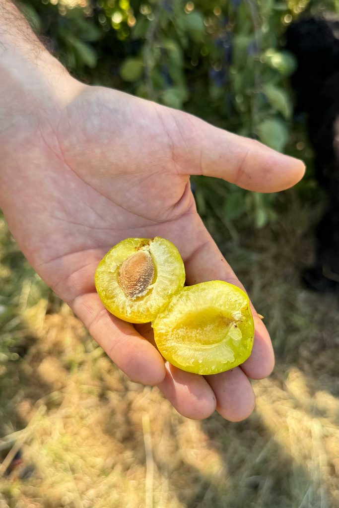 la récolte des mirabelles