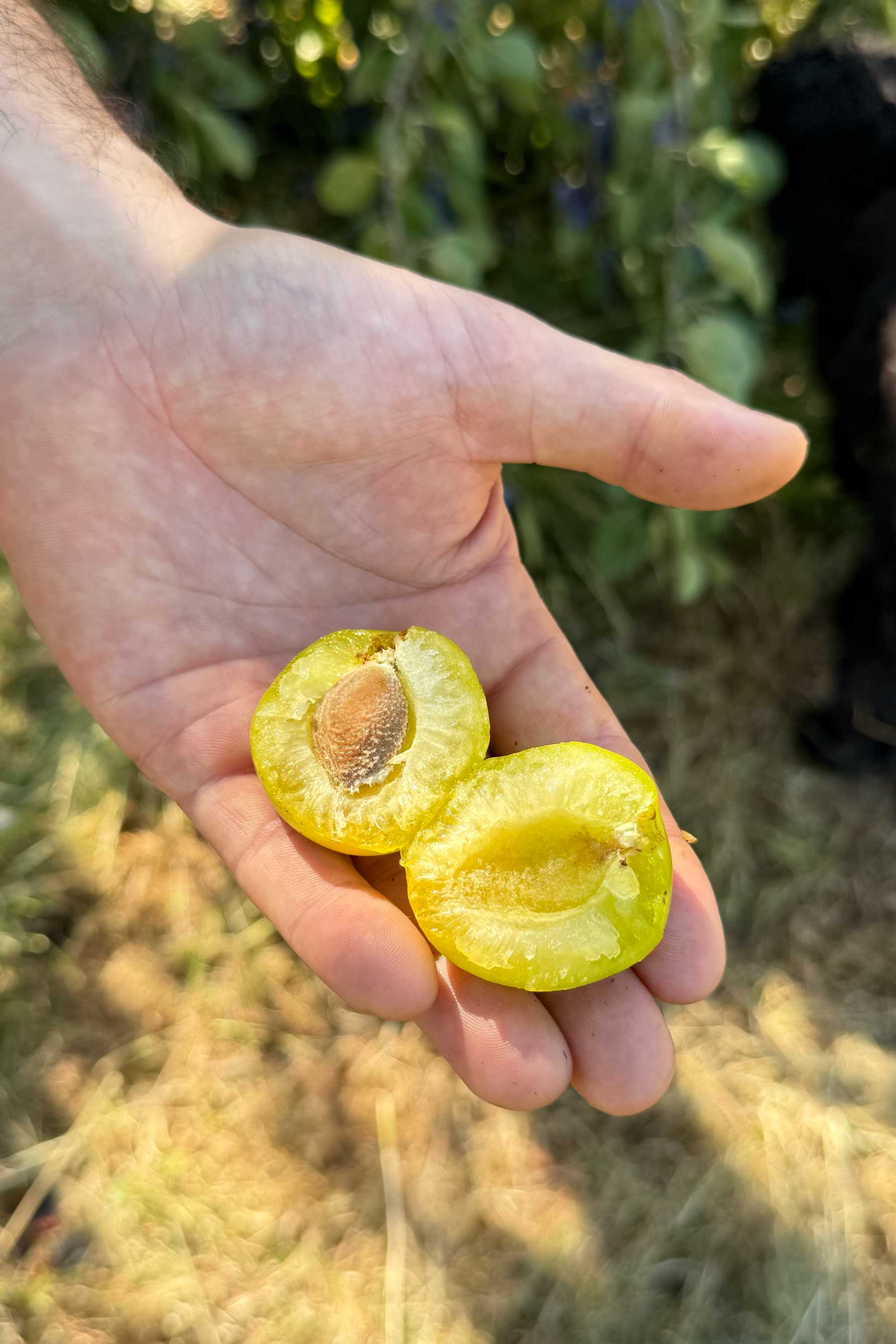Harvest of the Mirabelles